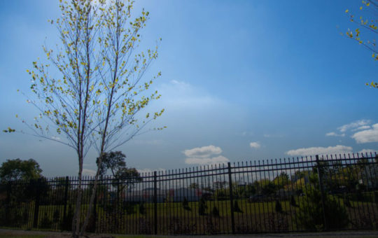 Rebuilding Detroit's Tree Canopy
